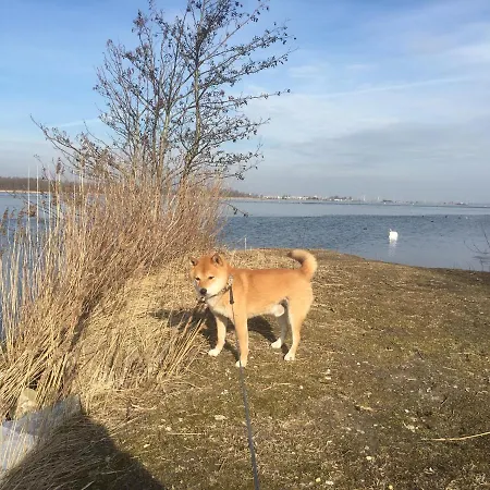 Het Vogeltje Apartment *