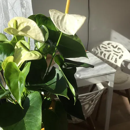Appartement Het Vogeltje