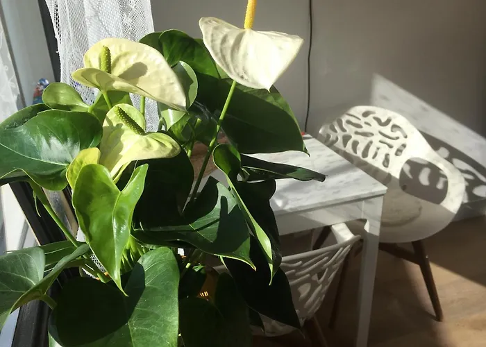 Apartment Het Vogeltje