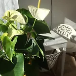 Appartement Het Vogeltje